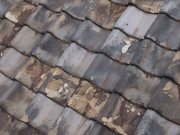 苔やカビの発生